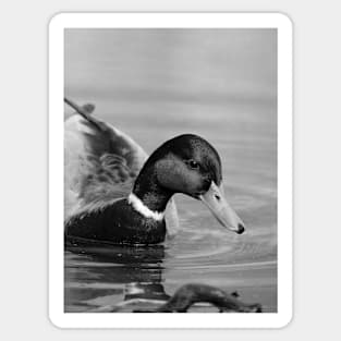 Mallard Duck Monday Sticker